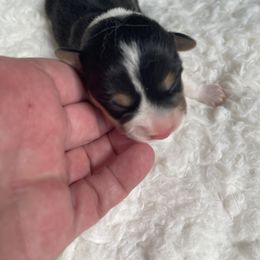 Molly - Black and tan female Pembroke Welsh Corgi puppy in Adairsville, Georgia from R&R Corgis
