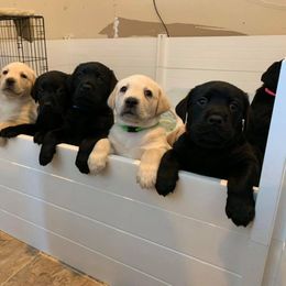 Labrador Retriever Puppies from Loving Loyal Labs