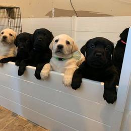 Labrador Retriever Puppies from Loving Loyal Labs