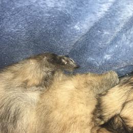 Pomeranian Puppies from Ruby’s Kennel