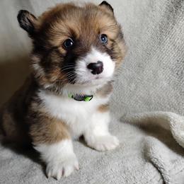 Fluffy Green Collar - Fawn male Pembroke Welsh Corgi puppy in Yelm, Washington from Tolbolton Creek Corgis