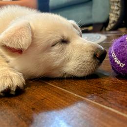German Shepherd Puppies from Army Vet-German Shepherds