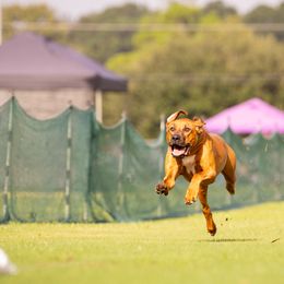 Australian Shepherds, Great Danes, and Rhodesian Ridgebacks from Winners Circle Kennel