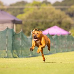 Australian Shepherds, Great Danes, and Rhodesian Ridgebacks from Winners Circle Kennel
