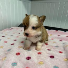 Juno 5 - Sable female Pembroke Welsh Corgi puppy in Jenkinsburg, Georgia from Red Elephant Farms
