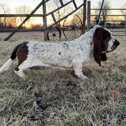 Flash - Basset Hound