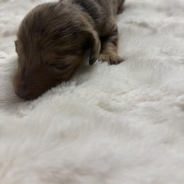 Dachshund Puppies from S&C Doxies
