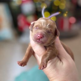 Sage - Red  female Goldendoodle puppy in Wharton, Texas from Little Fur Friends
