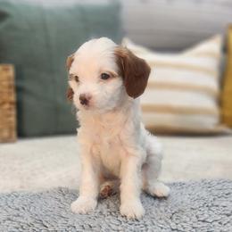 Girl 5 (Placeholder) - White female Cavapoo puppy in Highland, Utah from Angel Pups Deluxe