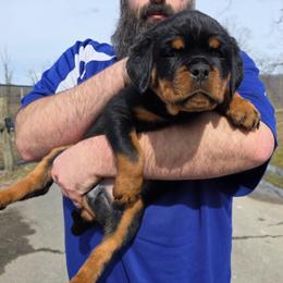 Black collar - Black and tan female Rottweiler puppy in Stanton, Kentucky from Vom Hause Alistair