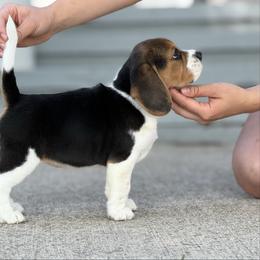 AKC Etley - Black tan and white female Beagle puppy in Chillicothe, Missouri from Tymber Lake Beagles