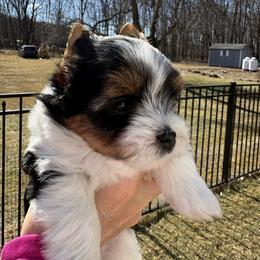 Ember - Black tan and white female Biewer Terrier puppy in Philipsburg, Pennsylvania from Happy Valley Biewer Terriers