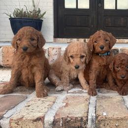 Goldendoodles from Magnolia Poodles and Doodles