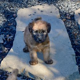 Hickory - Wheaten male Soft Coated Wheaten Terrier puppy in Kirksville, Missouri from Ironwood Ridge Kennels