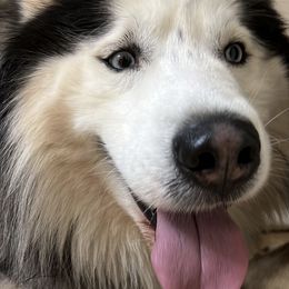 Siberian Huskies from Teran’s Huskies