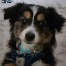 Willow - Australian Shepherd