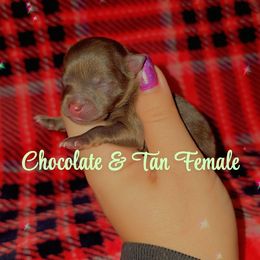 Girl 2 - Chocolate and tan female Pomeranian puppy in Albany, Oregon from Purrs N Poms