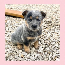 Australian Cattle Dog Puppies from Dusty Boots Ranch