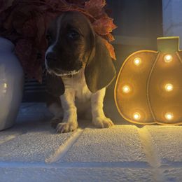 Girl 2 - Tan and white female Basset Hound puppy in Manteca, California from AKC Basset Hounds Puppy