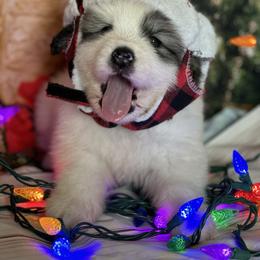 Great Pyrenees puppies from Faith Family Freedom Farm
