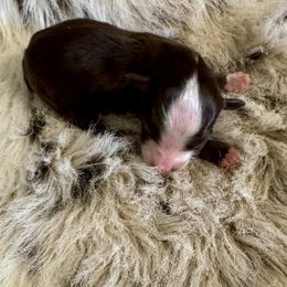 Tiny Red Tri - Red tri female Toy Australian Shepherd puppy in Stephenville, Texas from Rockin J Lil Aussies
