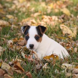Ned - Tri-color male Jack Russell Terrier puppy in West Bend, Iowa from Blue Skies Terriers