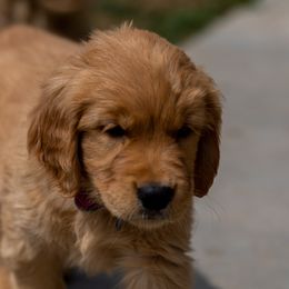 Golden Retriever and Labrador Retriever Puppies from Abels Envy Retrievers