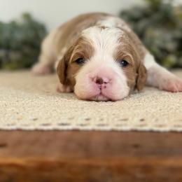 Amber - Blenheim female Cavapoo puppy in Kankakee, Illinois from Apricot Roots Doodles