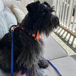 River - Miniature Schnauzer