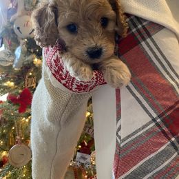 Cavalier King Charles Spaniel and Cavapoo Puppies from K’s Cavys