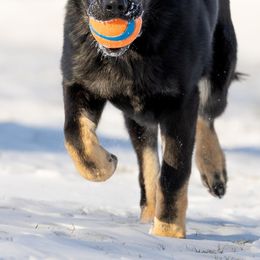 German Shepherds from Carol’s K9