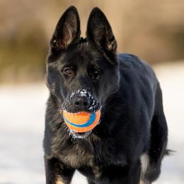German Shepherds from Carol’s K9