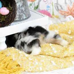 Miniature Australian Shepherd and Toy Australian Shepherd Puppies from Magnolia Hills Farm