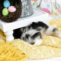 Miniature Australian Shepherd and Toy Australian Shepherd Puppies from Magnolia Hills Farm