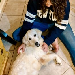 Violet - Light golden female Golden Retriever puppy in Bedford, Indiana from Indiana Goldens