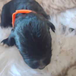 Bo - Black tri-color male Aussiedoodle puppy in Apache Junction, Arizona from Loving Doodle