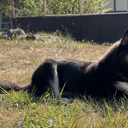 Siberian Huskies from The Flying Husky Kennel
