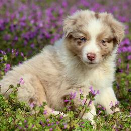 Astro-1500-ready to go soon - Red merle male Australian Shepherd puppy in Star City, Arkansas from Blush & Lace Aussie Co.