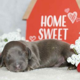 Tito - Blue and cream male Dachshund puppy in Bellville, Ohio from JK Mini Doxies