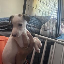 Kiwi - White and black male Whippet puppy in Winter Garden, Florida from Infinity Whippets