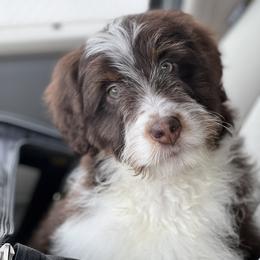 Aussiedoodle, Australian Shepherd, and Goldendoodle Puppies from Junipersdoodles