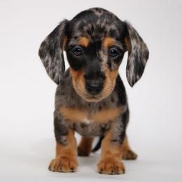 Adele - Dapple female Dachshund puppy in Red Bud, Illinois from Midwest Miniature Dachshunds