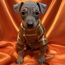 Boy 1 - male American Hairless Terrier puppy in Atlanta, Georgia from Royal Flush Kennels