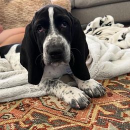 Basset Hound Puppies from Howlin Hounds