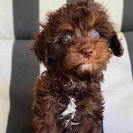 Hershey - Chocolate male Cavapoo puppy in Van Alstyne, Texas from Home Grown Puppies