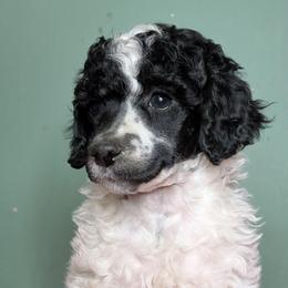 Roy - Parti male Poodle puppy in Salem Township, Maine from Moirae Poodles