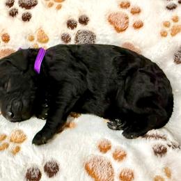 Moon - Black female Goldendoodle puppy in Brandon, Mississippi from Dazzling & Dapper Doodles of MS