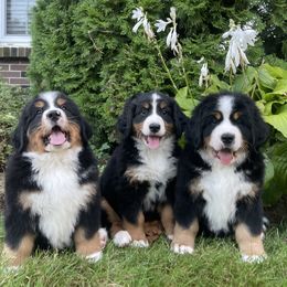 Bernese Mountain Dog Puppies from Baby Berners