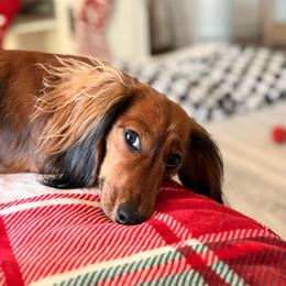 Peanut - Dachshund