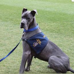 Great Dane Puppies from South Fort Blue Danes